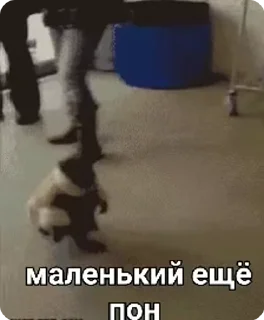 🌟 Стикеры от РусишьУрал @MoiStikiBot, Telegram sticker 11 of 70