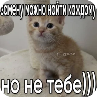 🐱 КОТИКИ, Telegram sticker 20 of 35
