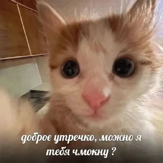 КОТИКИ