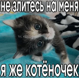 🌟 КОТИКИ, Telegram sticker 14 of 35