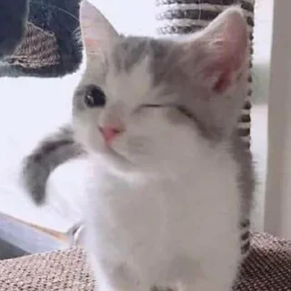 😉 Котейки, стикер Telegram 15 из 20