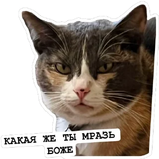 🫥 Киты, Telegram sticker 5 of 29