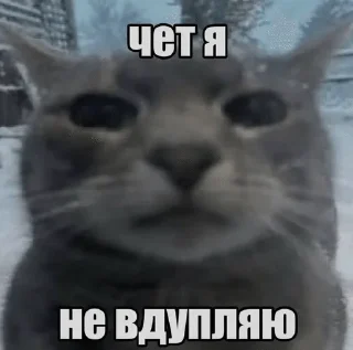 киты