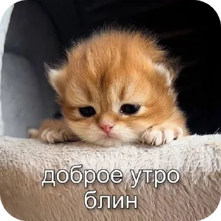 🐱 С добрым утром, sticker Telegram 8 sur 40