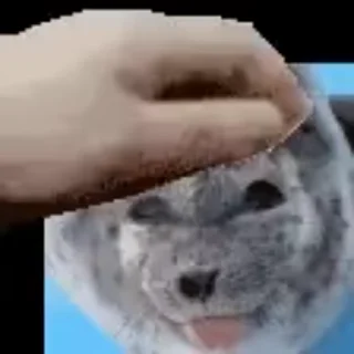 ТЮЛЕНЬЧИКИИИ