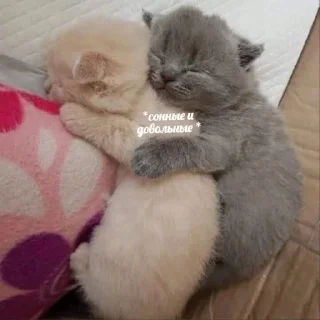 💤 cats_reckless, Telegram sticker 7 of 30