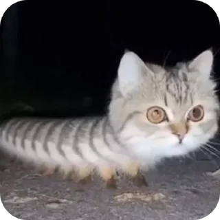 🐱 #Котогусеница :@Valeriya_xxx, стікер Telegram 10 з 10
