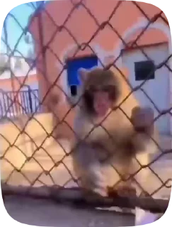 ♂️Cumaster♂️