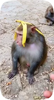 🍌 ♂️Cumaster♂️, Telegram sticker 9 of 48