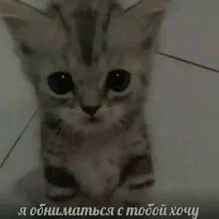 🥺 Романтик, стикер Telegram 10 из 104