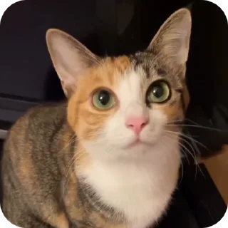 😇 @just_a_humble_cat Cat Multiverse, Telegram sticker 17 of 120