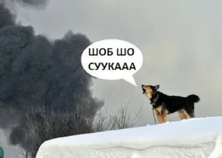 🅰 картиночки, sticker Telegram 22 sur 70
