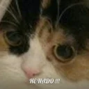 🐱 Зачем?, Telegram sticker 10 of 17