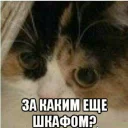 🐱 Зачем?, Telegram sticker 7 of 17