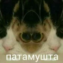 🐱 Зачем?, Telegram sticker 14 of 17