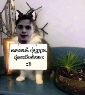 🌟 Альбертик-фембой, стикер Telegram 16 из 75