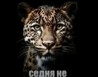🌟 lubimka, стикер Telegram 11 из 87