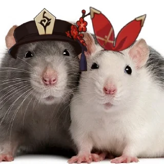 ➤Малые грызуны🐁