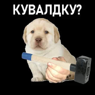 🤙 Зеля Хуйло, Telegram sticker 4 of 30