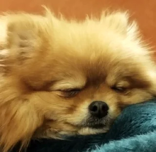 Мichelle