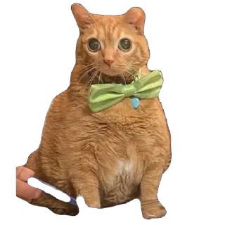 🫥 КОЩКИ, Telegram sticker 11 of 89