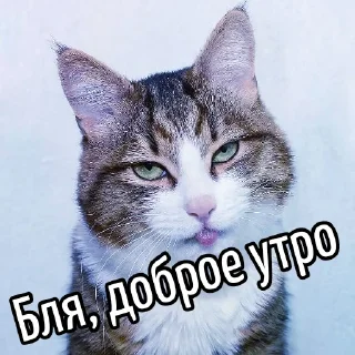Ну бля ... @GIFSTIKI ⬅ 🔞