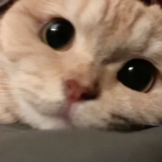 😛 @Obezyana_VInternete kotiki lo, стикер Telegram 11 из 41