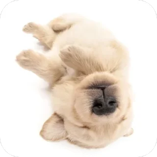 🫥 Кошки кикласа, sticker Telegram 21 sur 120