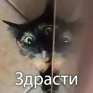 Кошки • @TgStickery