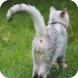 🫥 Кошки кикласа, sticker Telegram 22 sur 120