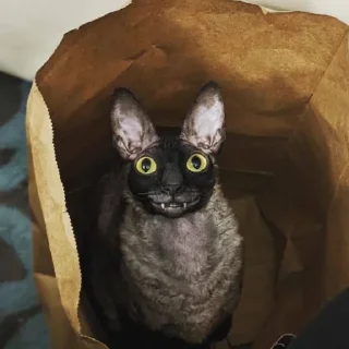 Кошки дубошки
