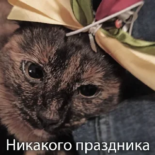 😟 Кошки • @TgStickery, sticker Telegram 14 sur 35