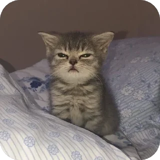 🫥 Кошки кикласа, sticker Telegram 20 sur 120