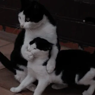 🤐 Кошки дубошки, sticker Telegram 21 sur 27
