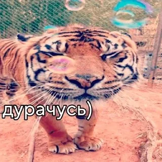 😈 дурачусь), sticker Telegram 1 sur 50