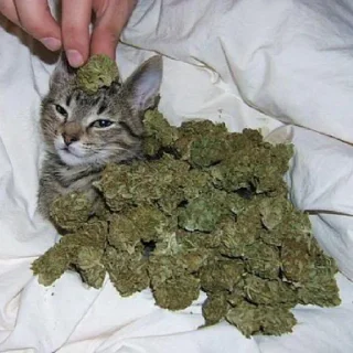 🐱 специально для тебя!, стікер Telegram 20 з 25