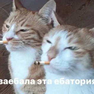 🌟 Стреи боги, стикер Telegram 23 из 60