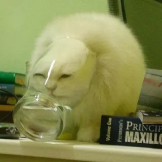 Котики