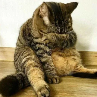 😭 Котики, Telegram sticker 11 of 24