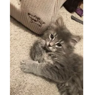 😍 Котики, Telegram sticker 7 of 24