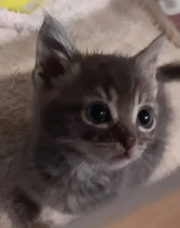 🤲 ⌁ ꒰ ິ◞ ◟꒱ິ мымы . @hugswcots, стікер Telegram 17 з 40