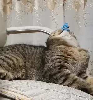 ❔ 😼 Archie - The Best 😼, Telegram sticker 18 of 120