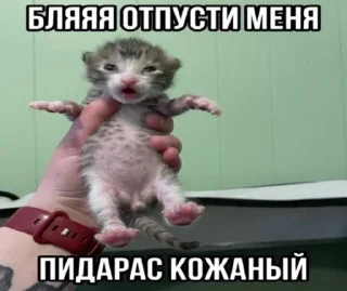 😖 Агро коты, стікер Telegram 6 з 20