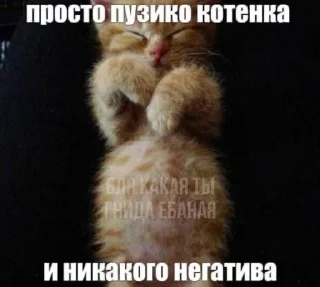 😺 Агро коты, стікер Telegram 5 з 20