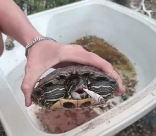 свага 4 :: @interrfinity_tgc