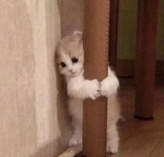 🌟 котики і все інше, sticker Telegram 9 sur 77