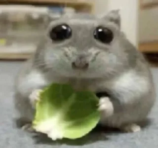 🌟 мопсеке скачать бесплатно, Telegram sticker 5 of 17