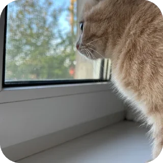 Манюня