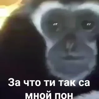 🐒 я илинка, Telegram sticker 16 of 17