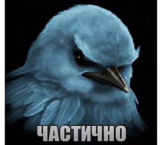 птички 🦜 @drlkssixc